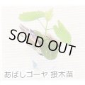 あばしゴーヤ接木苗