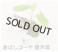 あばしゴーヤ接木苗