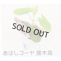 あばしゴーヤ接木苗