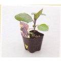 超やわらかナス接木苗