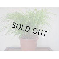 斑入り風知草