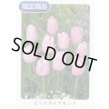 チューリップ球根 ピンクダイアモンド