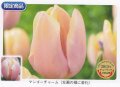 チューリップ球根 マンゴーチャーム