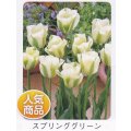 チューリップ球根 スプリンググリーン
