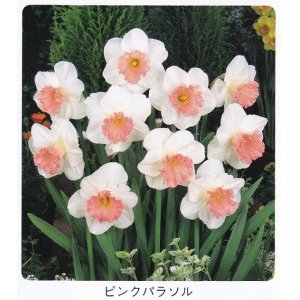 画像1: スイセン球根 ピンクパラソル