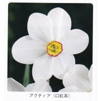  スイセン球根 アクティア