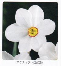  スイセン球根 アクティア