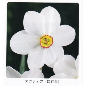 画像1:  スイセン球根 アクティア
