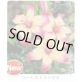 スカシユリ球根 ハートストリングス