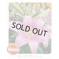 スカシユリ球根 ピンクブラッシュ