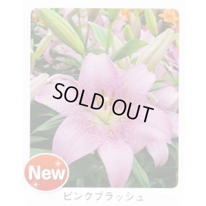 画像1: スカシユリ球根 ピンクブラッシュ