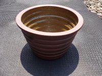 睡蓮鉢(4)