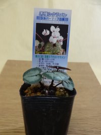 原種シクラメン コウム シルバーリーフ/白花