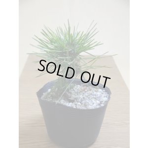 画像1: ねじり黒松