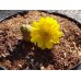 画像3: 福寿草 福寿海 5芽(a) (3)
