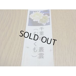 画像3: 雪割草 千重咲 叢雲