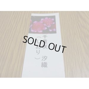 画像3: 雪割草 千重咲 汐織