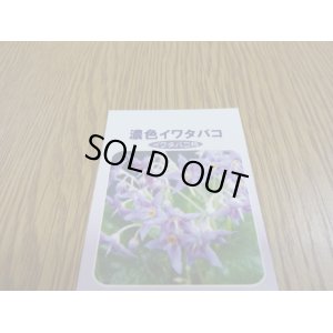 画像3: 濃紫イワタバコ