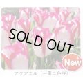 チューリップ球根 アクアエル
