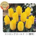 チューリップ球根 ストロングゴールド