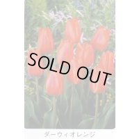チューリップ球根 ダーウィオレンジ