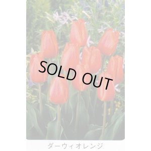 画像1: チューリップ球根 ダーウィオレンジ