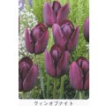 チューリップ球根 クイーンオブナイト
