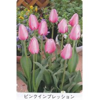 チューリップ球根 ピンクインプレッション