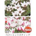 ミニ・原種チューリップ球根 ペパーミントスティック