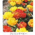 ミニチューリップ球根 フレミングベビー