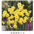スイセン球根 マルチネット