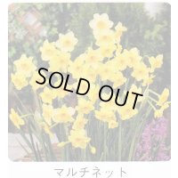 スイセン球根 マルチネット