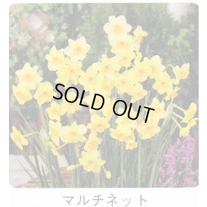 画像1: スイセン球根 マルチネット