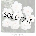 スイセン球根 アクロポリス