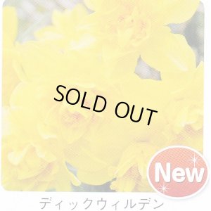画像1: スイセン球根 ディックウィルデン