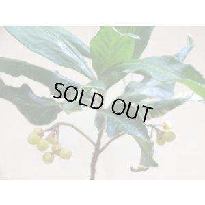 画像5: 斑入白実 百両金(2)