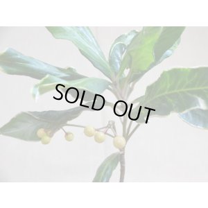 画像5: 斑入白実 百両金(1)