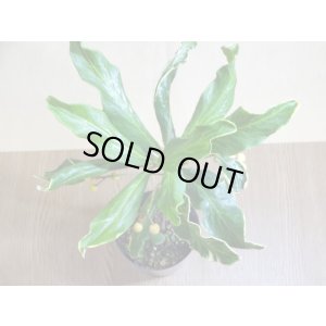 画像4: 斑入白実 百両金(1)