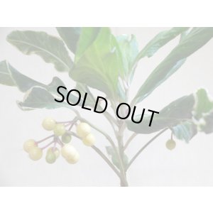 画像6: 斑入白実 百両金(1)