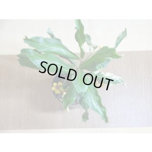 画像4: 斑入白実 百両金(2)