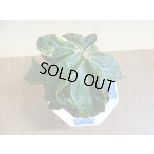 画像4: 百両金 国宝殿