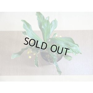 画像3: 斑入白実 百両金(2)