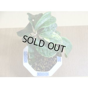 画像3: 百両金 国宝殿