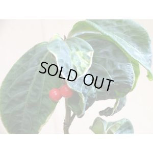 画像5: 百両金 国宝殿