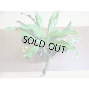 画像3: 斑入白実 百両金(1)