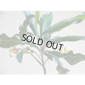 画像6: 斑入白実 百両金(2)