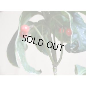 画像6: 百両金 国宝殿