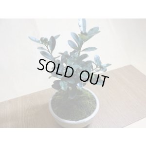 画像4: キンズ(鉢植え)