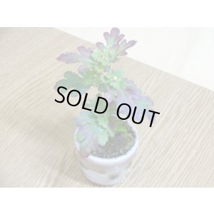 画像4: 寒菊(1本鉢植え)