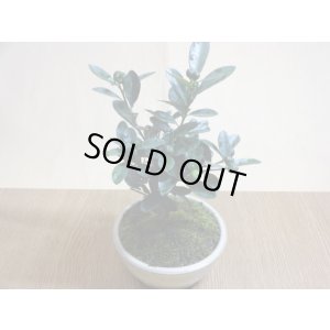 画像3: キンズ(鉢植え)